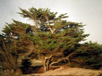 P1010352  een tpische 'cyprs' - een naaldboom door de eeuwige winden gevormd