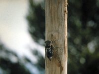 P1010171  een cicade, met zijn vleugels maken ze dat harde geluid om vrouwtjes te lokken